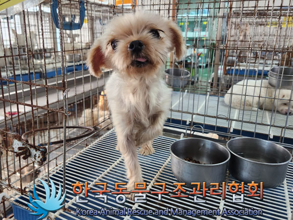 종료(안락사) 요크…